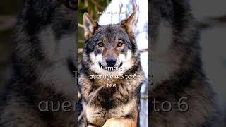 What Are Wolves' Sizes?