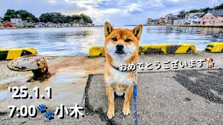 【能登】'25.1.1 7:00 九十九湾小木港を歩く柴犬たろーとの散歩風景🐾 99bay Shiba Inu Taro's Walk