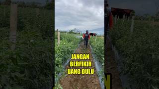 Sukses bertani cabe