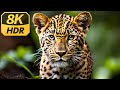 safari animals 8k - Wonderful wildlife movie with soothing music (Colorfully Dynamic)