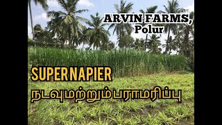 Super Napier (pakchong 1) Cultivation | ARVIN FARMS POLUR. சூப்பர் நேப்பியர் வளர்ப்பு முறை |