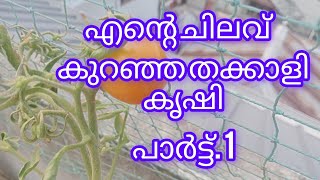 എൻ്റെ തക്കാളി കൃഷി വിത്ത് മുതൽ വിളവ് വരെ/tomatto farming