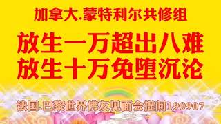 卢台长开示：放生一万超出八难，放生十万免堕沉沦；法国.巴黎世界佛友见面会提问190907