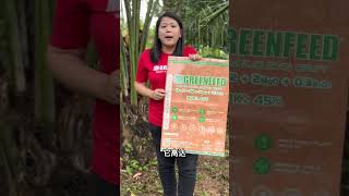 成年油棕树要放什么肥料配方？让我来揭晓 #greenfeed #大力丸 #baja #slowreleasefertilizer #sawit #oilpalm #油棕树