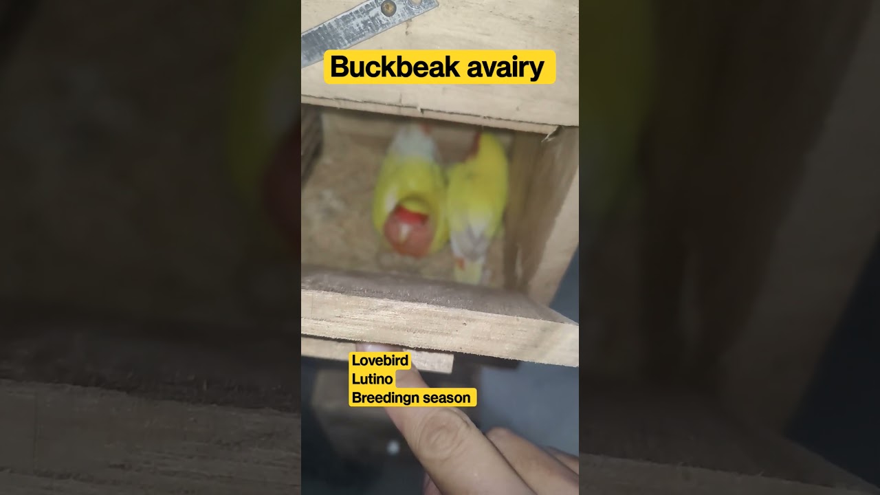 Lutino Lovebirds Hatching Eggs Housepetscare