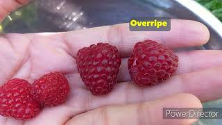 RASPBERRY Season Harvest | STEP in Poland