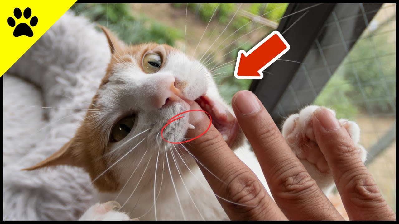 THAT'S Why Cat Bites Are DANGEROUS! (Do THIS Immediately) - YouTube