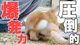 才能のムダ使いとしか言いようが無いけど飼い主的には嬉しいウサギの能力　No.1338