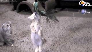 Kitten Absolutely Refuses To Let Go Of This Toy