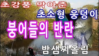 초강풍 막아준 초소형 웅덩이 붕어들의 반란 밤샘찌올림