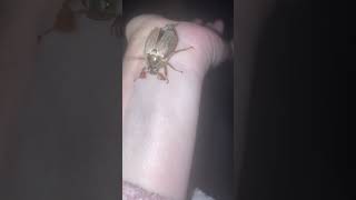 The things I do for YouTube! A cockchafer beetle 😭