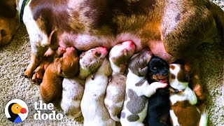 This Dachshund Mama Dog Was Rescued From A Puppy Mill - Look At Her Now! | The Dodo Foster Diaries