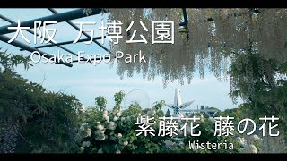 Highlight | Osaka Expo’70 Commemorative Park Wisteria (1)