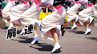 春らんまん阿波おどり　扇連　はなはるフェスタ2019