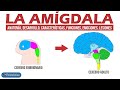 Anatomía, desarrollo y funciones de la Amígdala