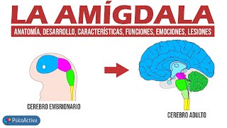 Anatomía, desarrollo y funciones de la Amígdala