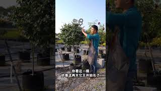 打造一个风车茉莉棒棒糖分几步走？#园艺 #养花 #种植