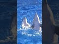 274 unihemispheric sleep unleashed how whales and dolphins rest and roam