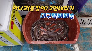 아나고회 2번내리기(aka눈꽃장어) 손질 대구택배배송과정