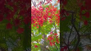 Gulmohar flower tree| royal poinciana|flower shorts|#gulmohar #flower #shorts #trending