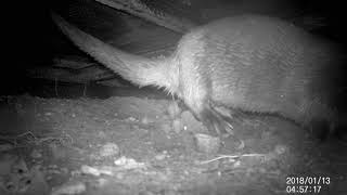 Otter Watch Cam 1 On Lincolnshire River Scent Marking