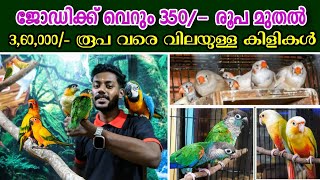 ഒരു ജോഡിക്ക് 350/- രൂപ മുതൽ 3,60,000/- വരെ വിലയുള്ള കിളികൾ 😍 | Huge Collection of Exotic Pets Birds