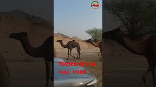 ഒട്ടക കാഴ്ച്ച #camel #camelsinsaudi #anithandfamilyvlog