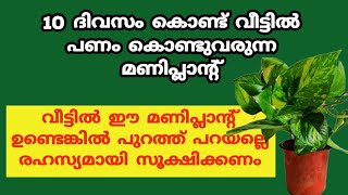 money plant.. ഈ മണിപ്ലാൻ്റിൻ്റെ അൽഭുത ശക്തി അറിഞ്ഞാൽ ആരും നട്ട് വളർത്തും