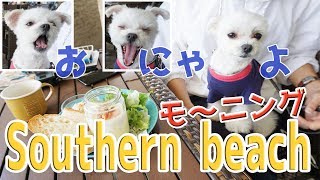 湘南茅ヶ崎サザンビーチカフェで愛犬エマとモーニングタイム(Breakfast at Emma and cafe with pet dog)[マルチーズ×ポメラニアン]