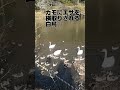 shorts 白鳥 白鳥エサやりあるある