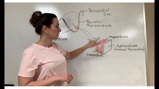 Description of the Pericardium and Heart Wall Layers