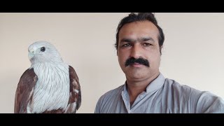 Brahminy Kite - Red Backed Sea Eagle