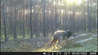 Wilk. Reakcja na uruchomienie fotopułapki.