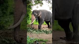 Gurugiyil sivanarayanan | sivanarayanan elephant | Kerala famous elephant | elephant food | #shorts