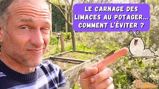 Attention avec les limaces au potager !