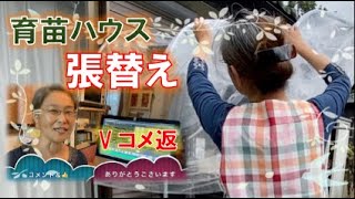 【自然栽培🌱育苗ハウス】敗れてしまったベランダ用ミニハウスのビニール掛け替え【家庭菜園】