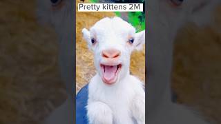 Cute baby goat 🐐 sound 💞#youtubeshorts #shortvideo #goat #shorts #goatsounds #viral #tiktok #short