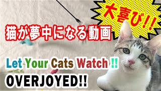 The Video Cats Get Excited 猫が夢中になる動画【猫が喜ぶ】【cats enjoy】