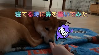 犬は口呼吸それとも鼻呼吸？柴犬　Do dogs breathe or nose? Shiba Inu