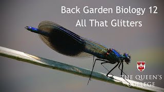 All That Glitters | Back Garden Biology 12 with Dr Lindsay Turnbull