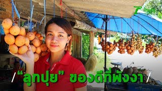 มารู้จัก “ลูกปุย”  ของฝากน่าซื้อ ผลไม้ท้องถิ่นพังงา รสหวานอมเปรี้ยว | Thairath online