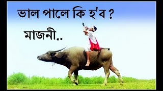 Bhal Pale Ki Hobo Majoni |Bihu Song| ভাল পালে কি হ'ব মাজনী