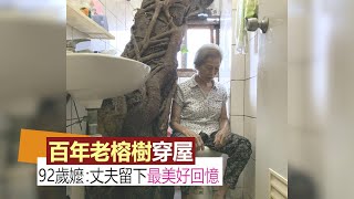 彰化奇景百年老榕樹穿屋！92歲嬤：丈夫留的最美好回憶