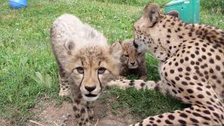 Cheetahs' First Year