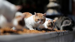 ペットの飼育放棄が相次ぐ　新型ウイルス媒介を心配か