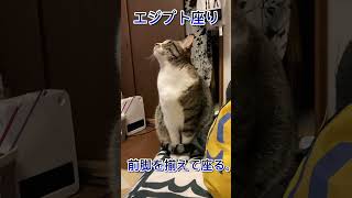 #294【猫動画】猫の座り方をご紹介【3選】#shorts#ねこ#ネコ#猫#cat#ねこのいる生活#ねこ部#キジトラ