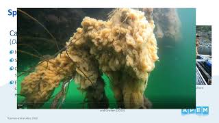 Solent Marine invasive species: An Introduction