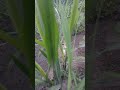 #விவசாயம் #shortvideo #agriculture #villagelife #village #விவசாயி #விவசாயபூமி #கரும்பு #vivasayi