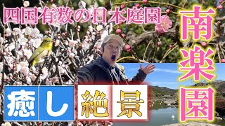 【梅の花が見頃】寒波に耐えて春を告げる絶景に感動　宇和島市の南楽園に行ってきた！