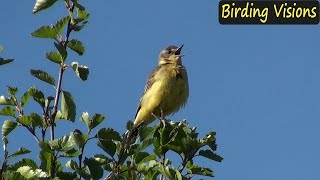 Yellow Wagtail (flava), Red-Necked Phalaropes, Cuckoo on mountain lake